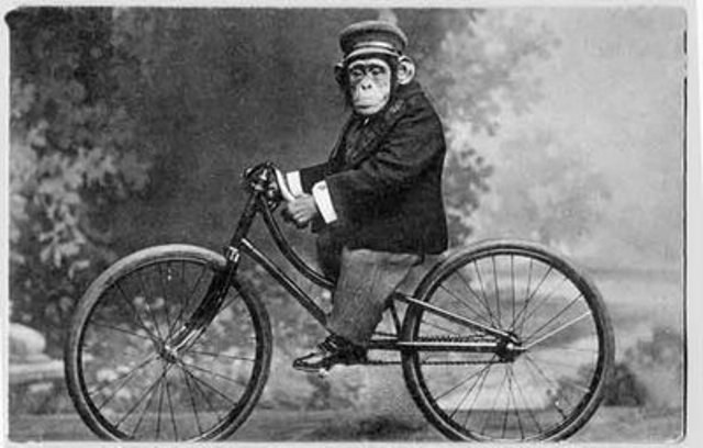 scimmia-in-bici.jpg